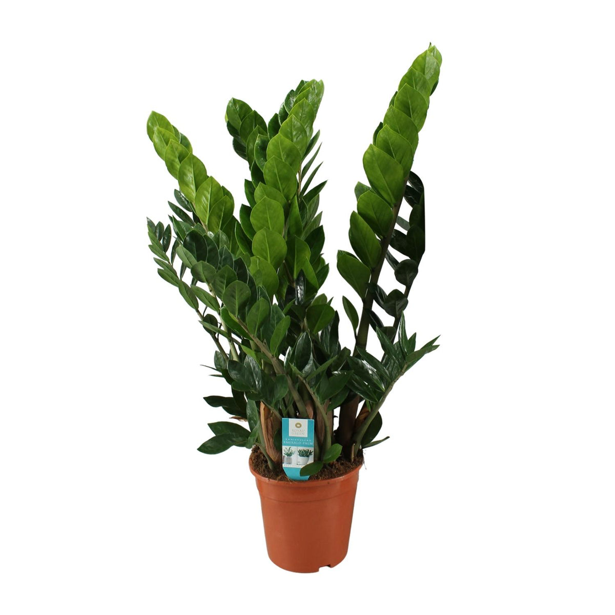ZZ-plant (Zamioculcas zamiifolia)