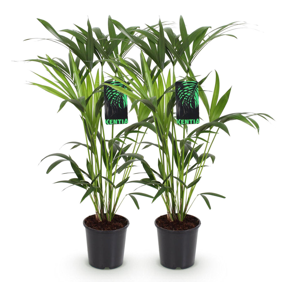 Kentiapalm (Howea forsteriana) 80-85 cm hoog, pot ø19 cm, set van 2