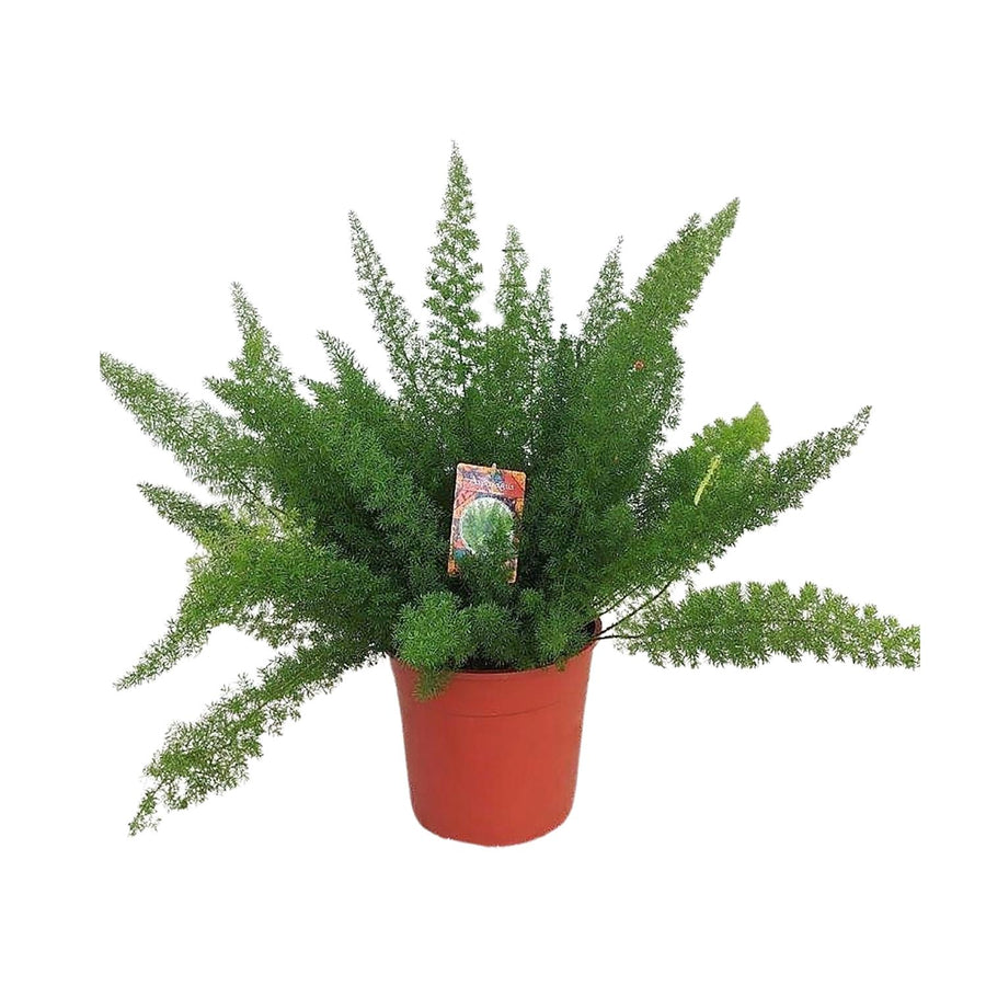 Asparago coda di volpe (Asparagus densiflorus 'Meyersii') 60 cm di altezza, vaso ø27 cm