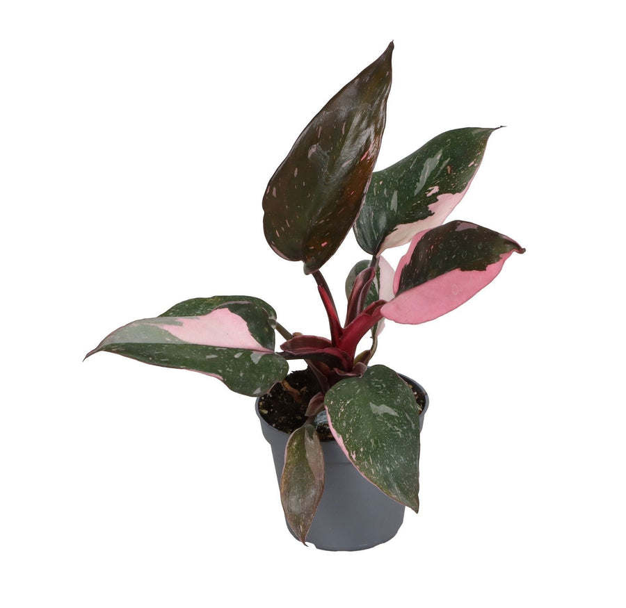 Philodendron erubescens 'Pink Princess Marble' 12 cm hoog, pot ø6 cm