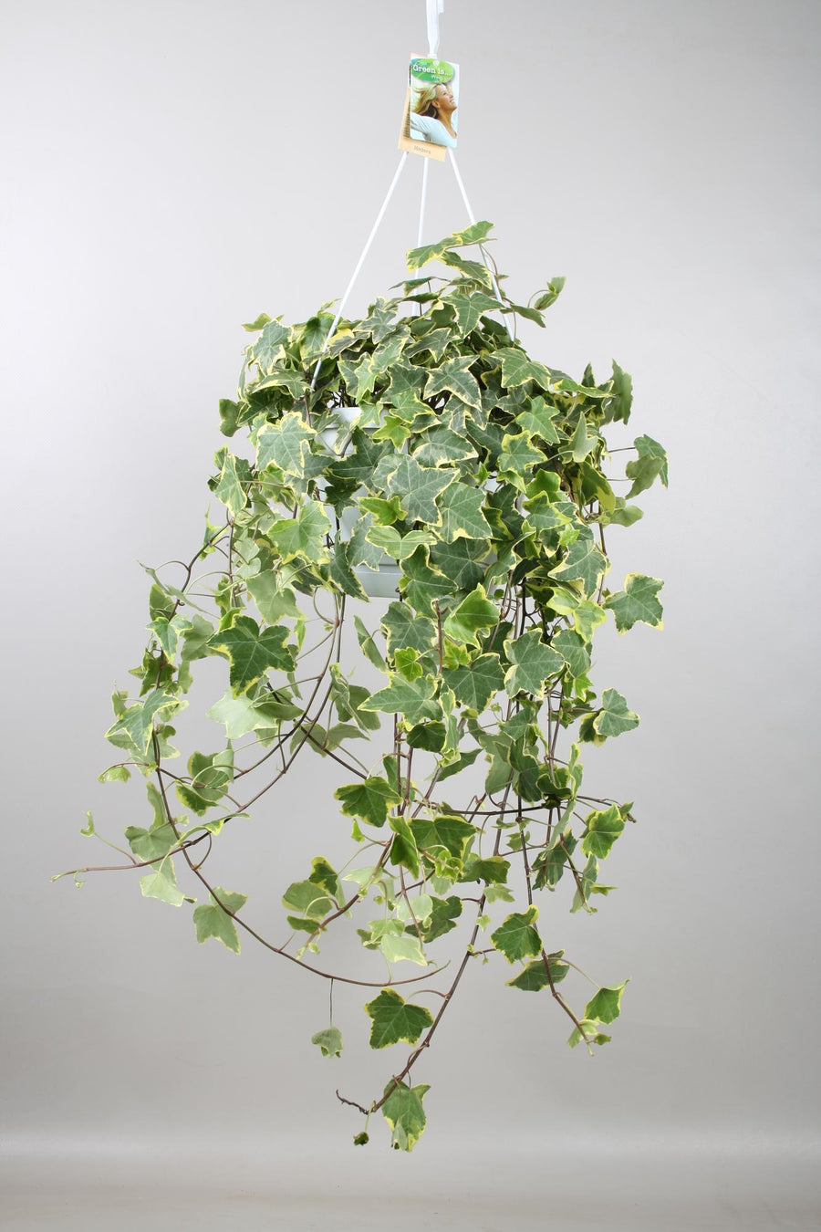Vedbend (Hedera helix 'Goldchild') hængeplante, potte ø24 cm