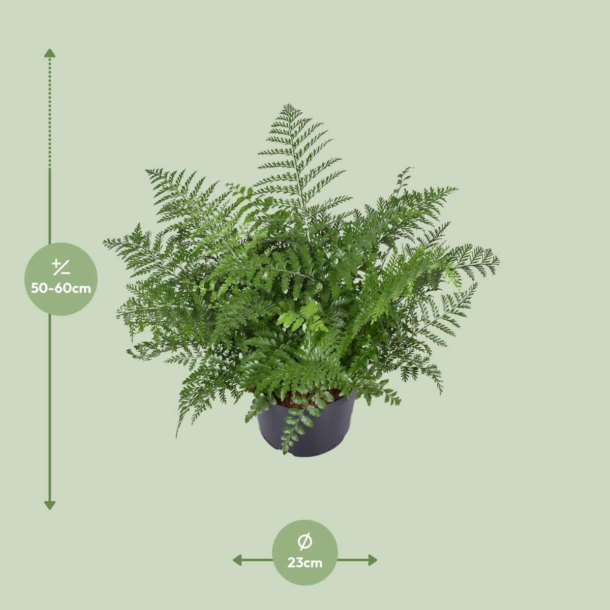 Vogelnestvaren (Asplenium 'Parvati')