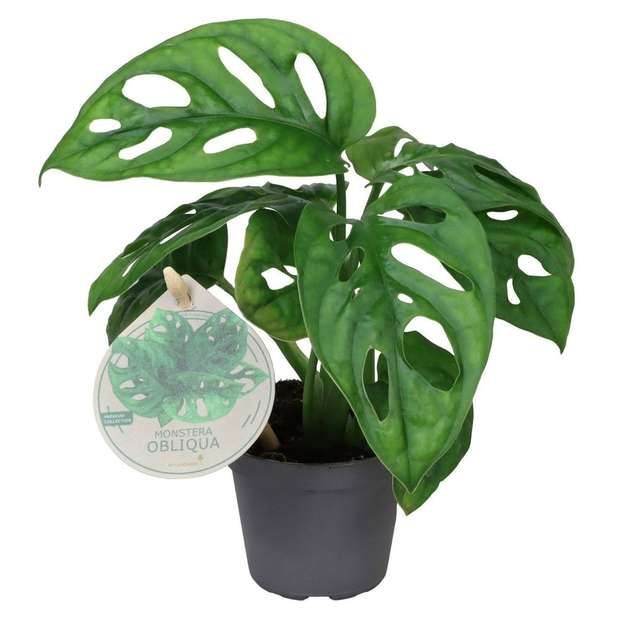 Monstera (Monstera obliqua) 12 cm høj, potte ø6 cm