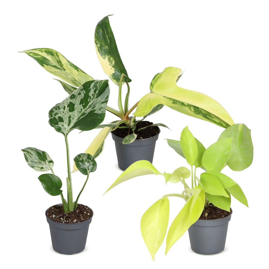 Baby Tropical Mix (3 planten, pot ø6 cm)