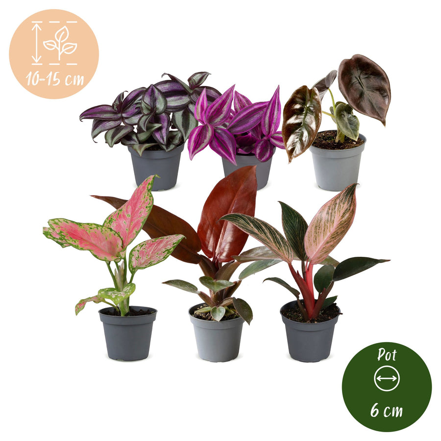 Baby Paradise Mix (6 planter, potte ø6 cm)