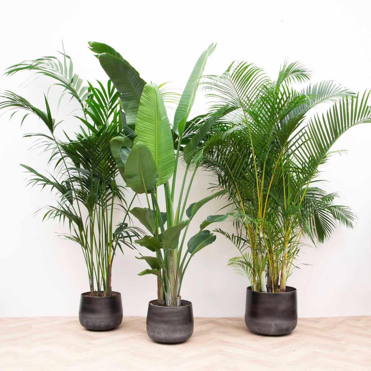 Voordeelpakket XXL: Kentia 200 cm, Strelitzia nicolai 225 cm, Areca 200 cm