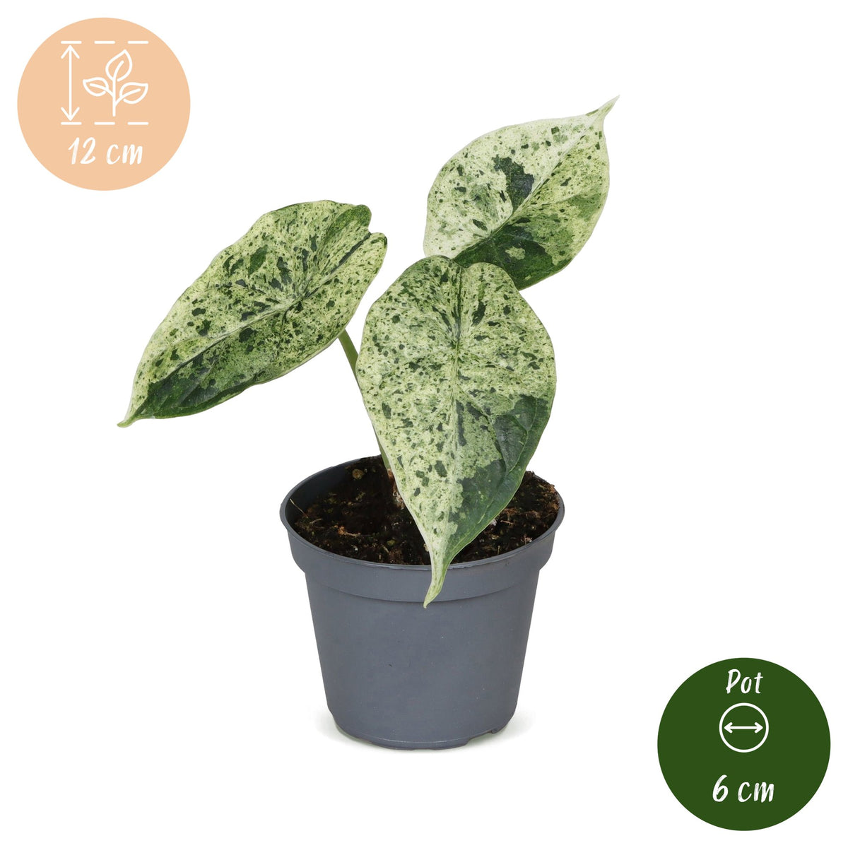 Elefantøre 12 cm høj, potte ø6 cm