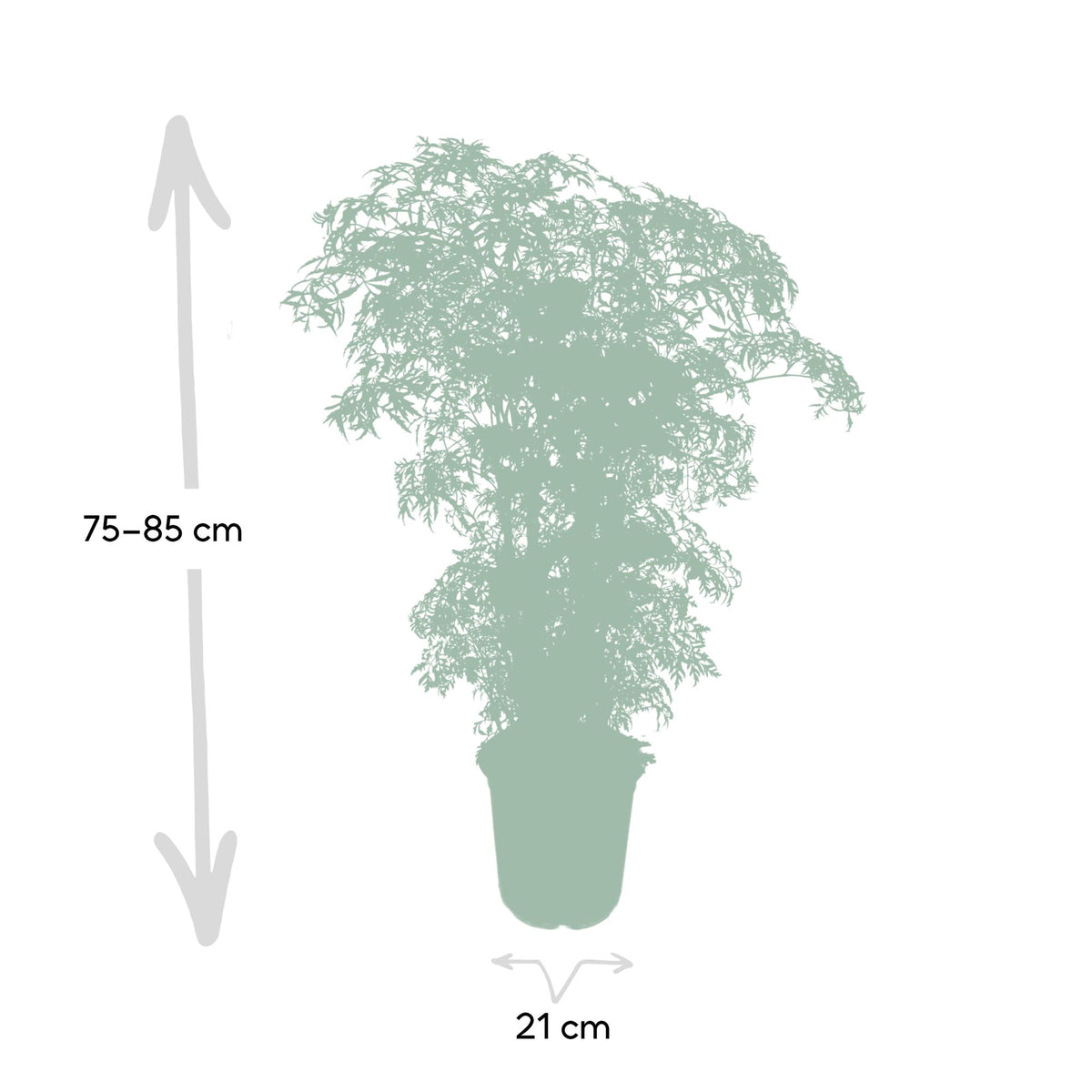 Aralie 75 cm hoch, Topf ø21 cm
