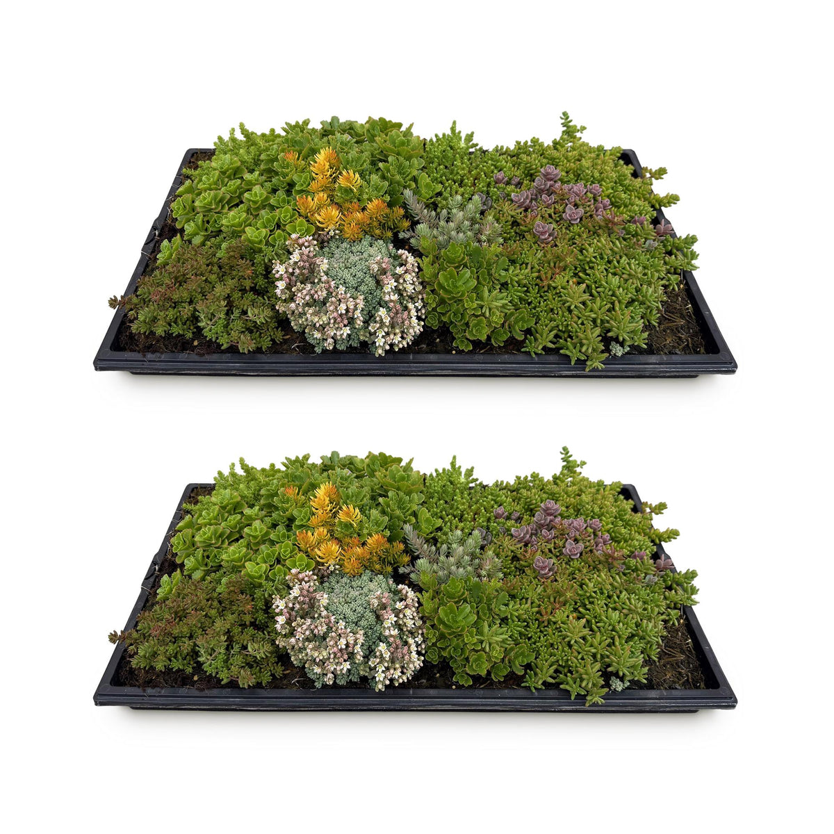 Sedum