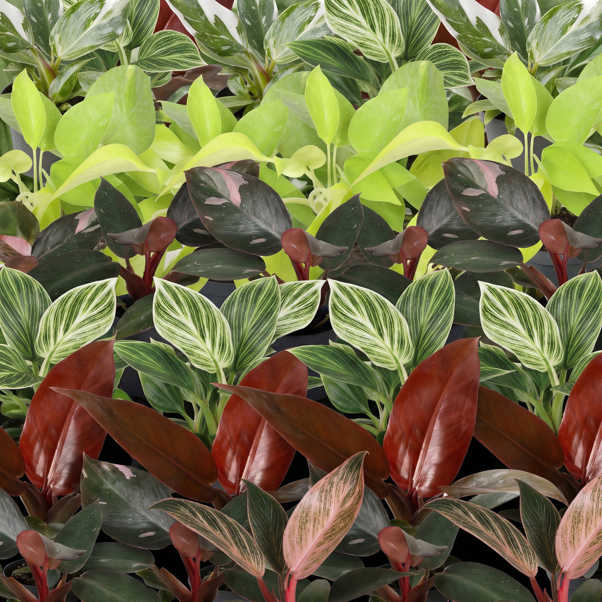 Baby Philodendron Family