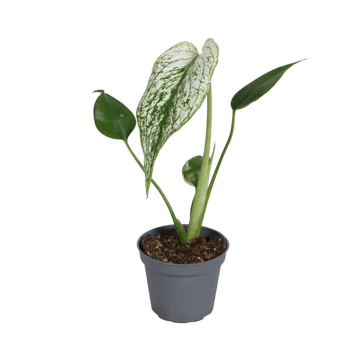 Monstera 'Devil Monster'