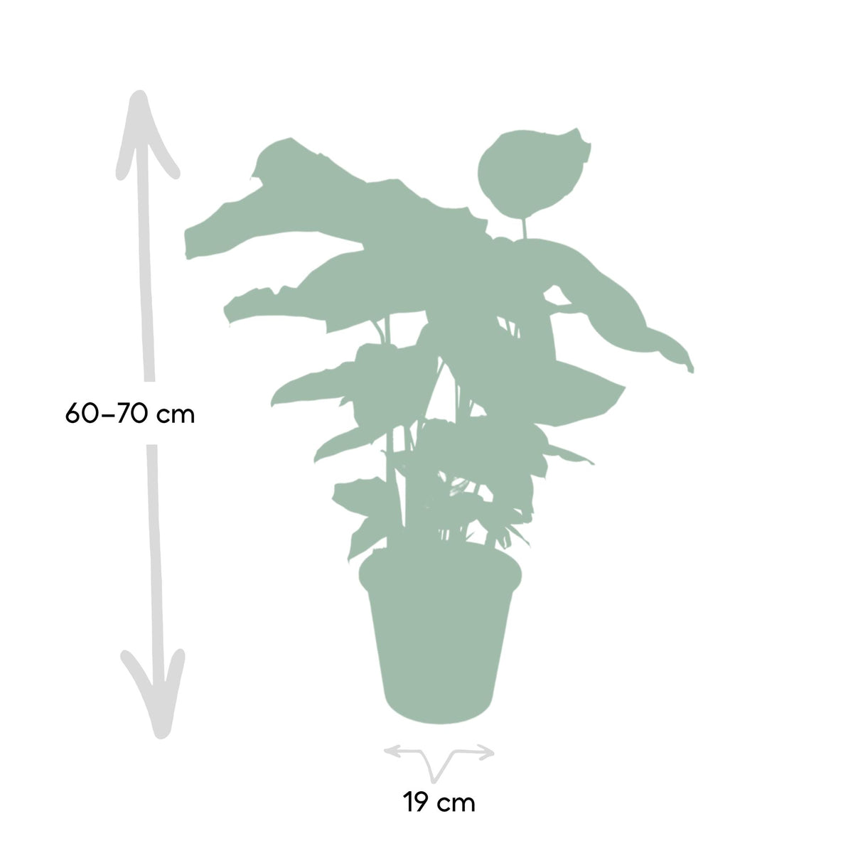 Calatea 50 cm di altezza, vaso ø19 cm