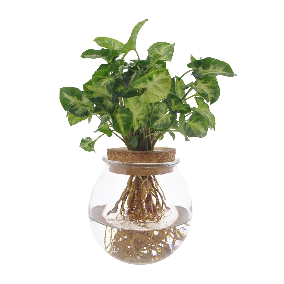 Pijlplant (Syngonium podophyllum 'Pixie')