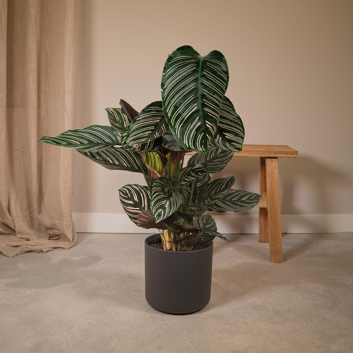 Korbmarante 75 cm hoch, Topf ø19 cm