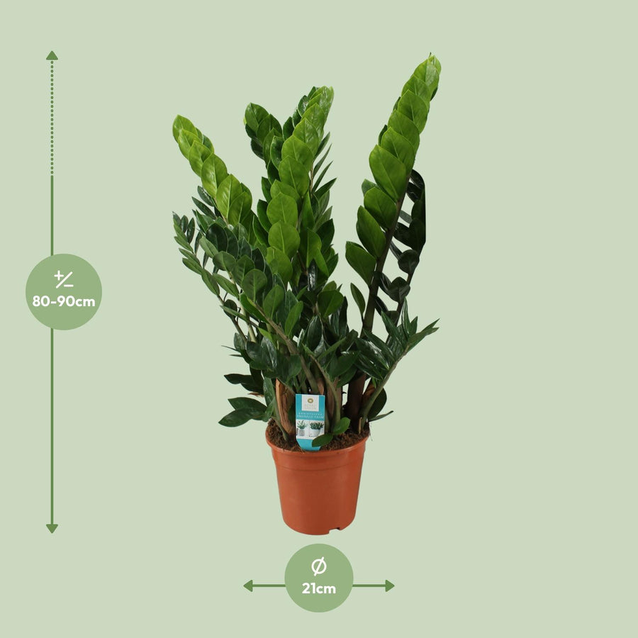ZZ-plant (Zamioculcas zamiifolia) 80 cm hoog, pot ø21 cm