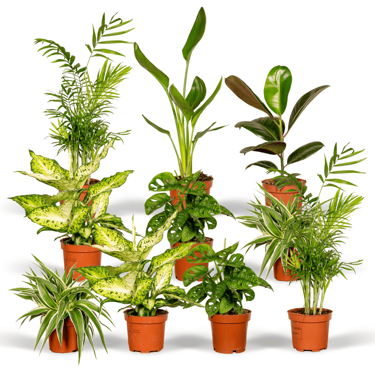 Overraskelsesboks stueplanter