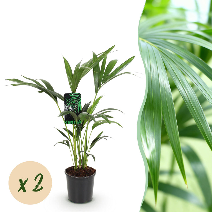 Kentiapalme Howea forsteriana (2 planter, potte ø17 cm)