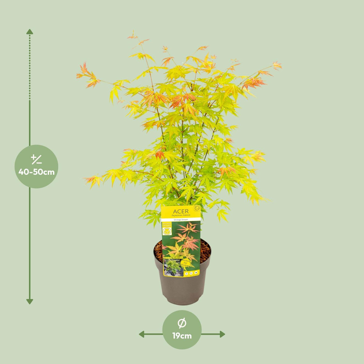 Japanese maple 'Orange Dream' 50 cm tall, pot ø19 cm