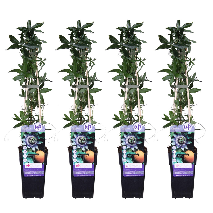 Passiflore bleue (Passiflora caerulea), 4 plantes de 65 cm