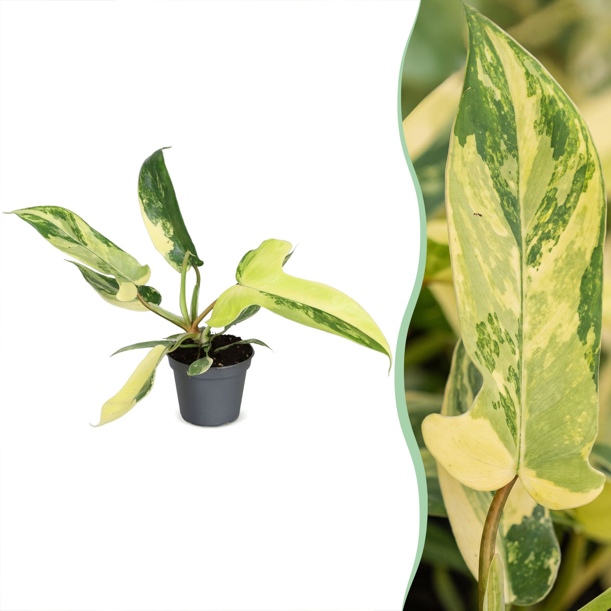 Philodendron 'Florida Beauty' 13 cm høj, potte ø6 cm