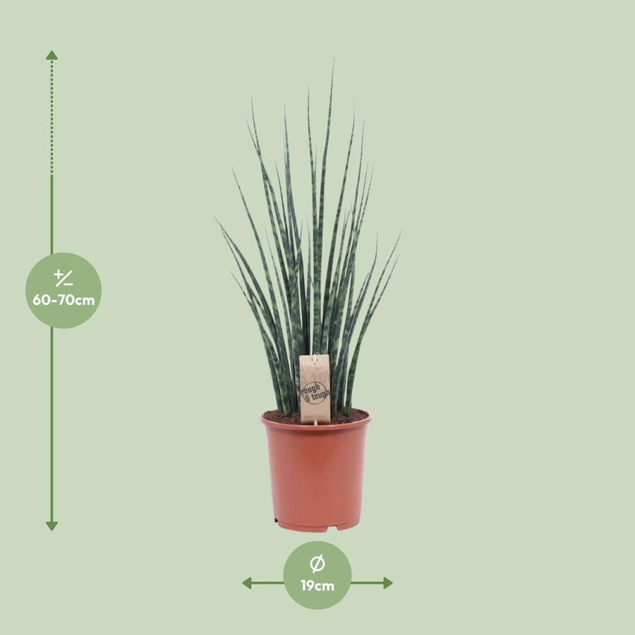 Svigermors skarpe tunge (Sansevieria 'Fernwood Mikado') 80 cm høj, potte ø19 cm