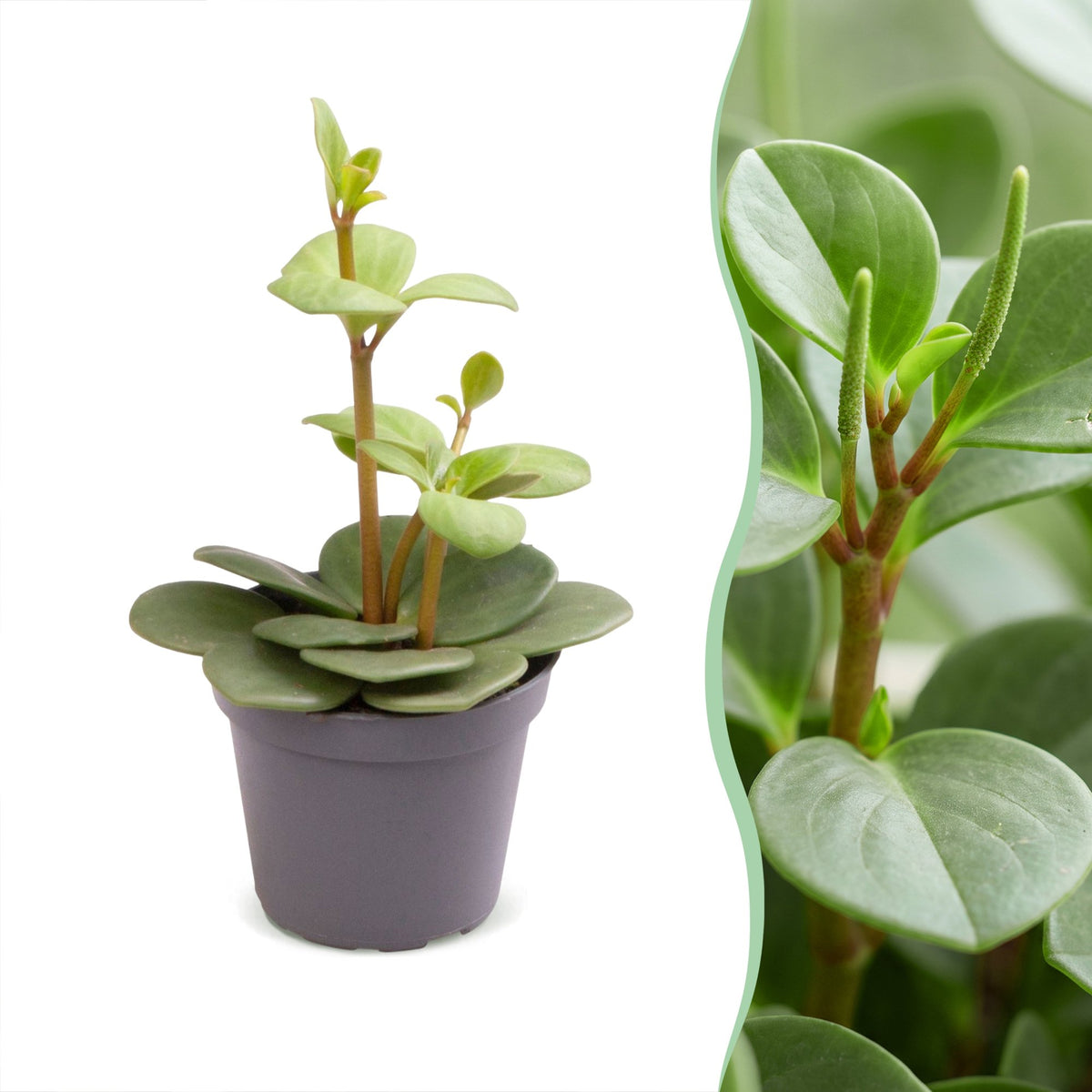 Peperomia 'Hope' 12 cm høj, potte ø6 cm