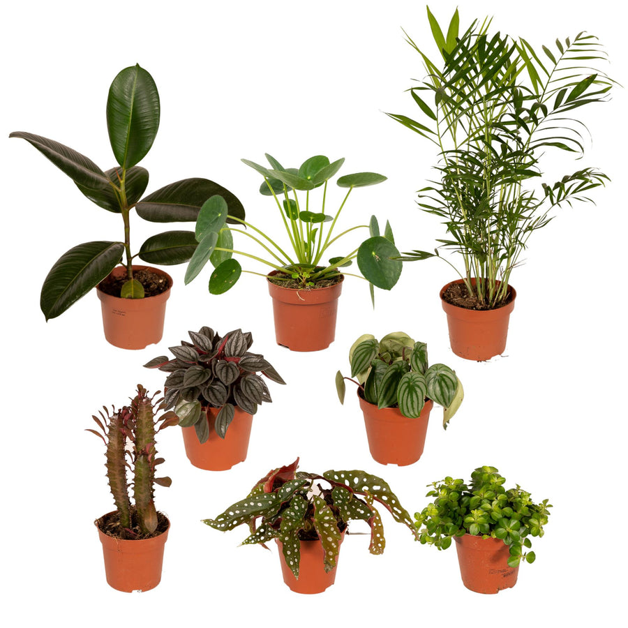 Særlinge-boks (8 planter, potte ø12 cm)