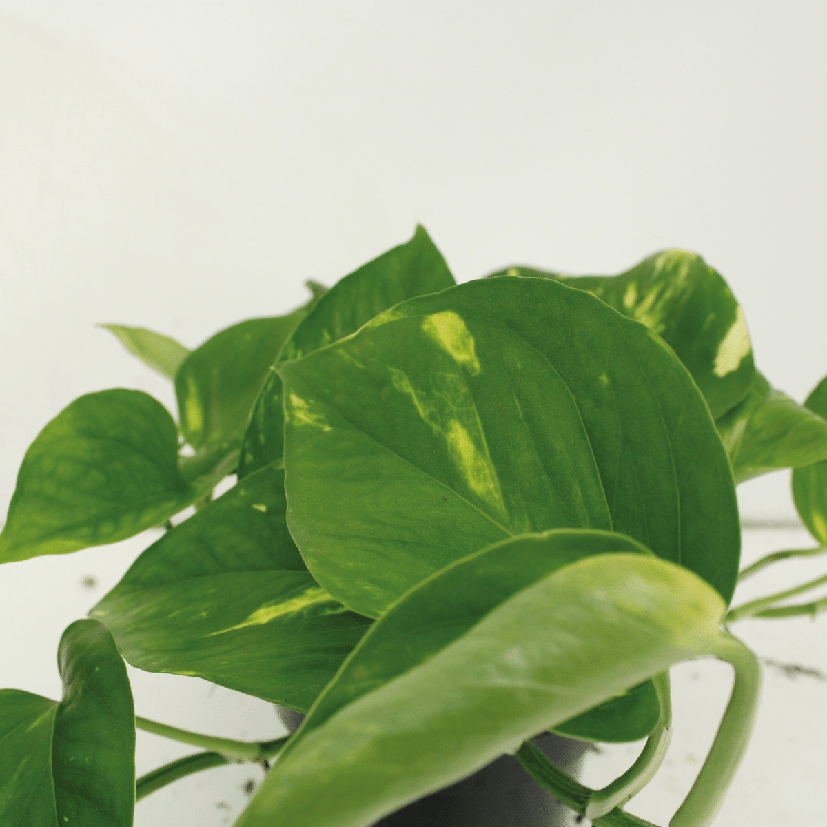 Epipremnum aureum