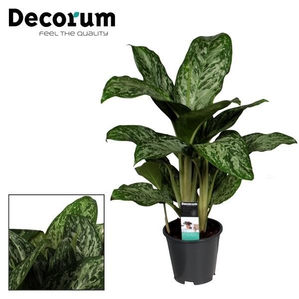 Aglaonema 'Greenlight' 60 cm hoog, pot ø17 cm
