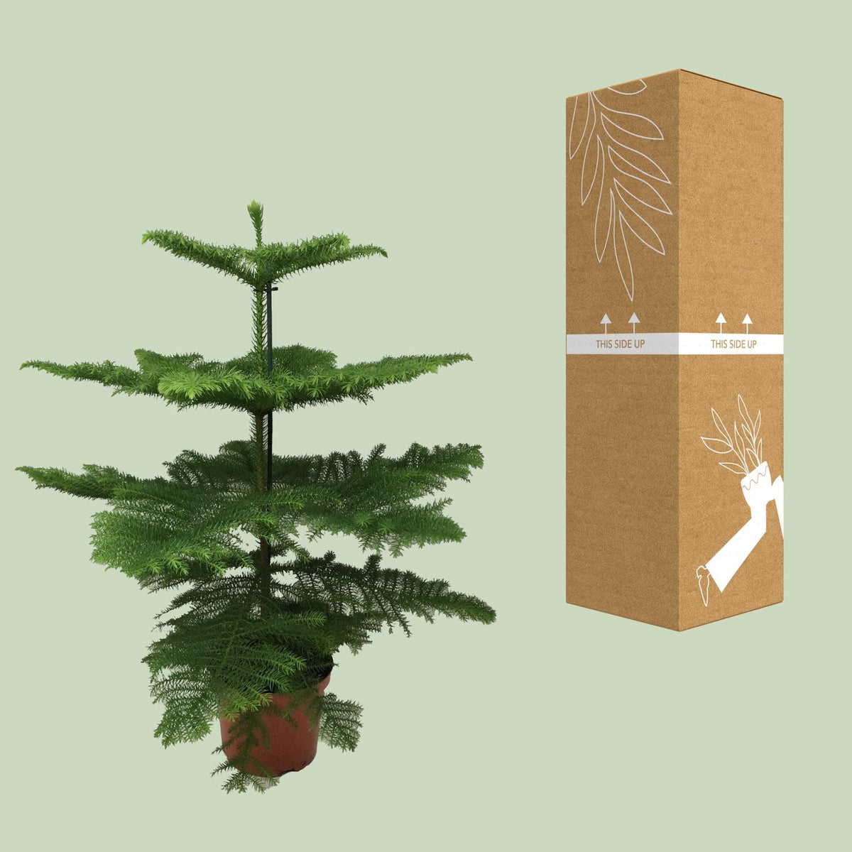 Pin de Norfolk 70 cm de haut, pot ø21 cm