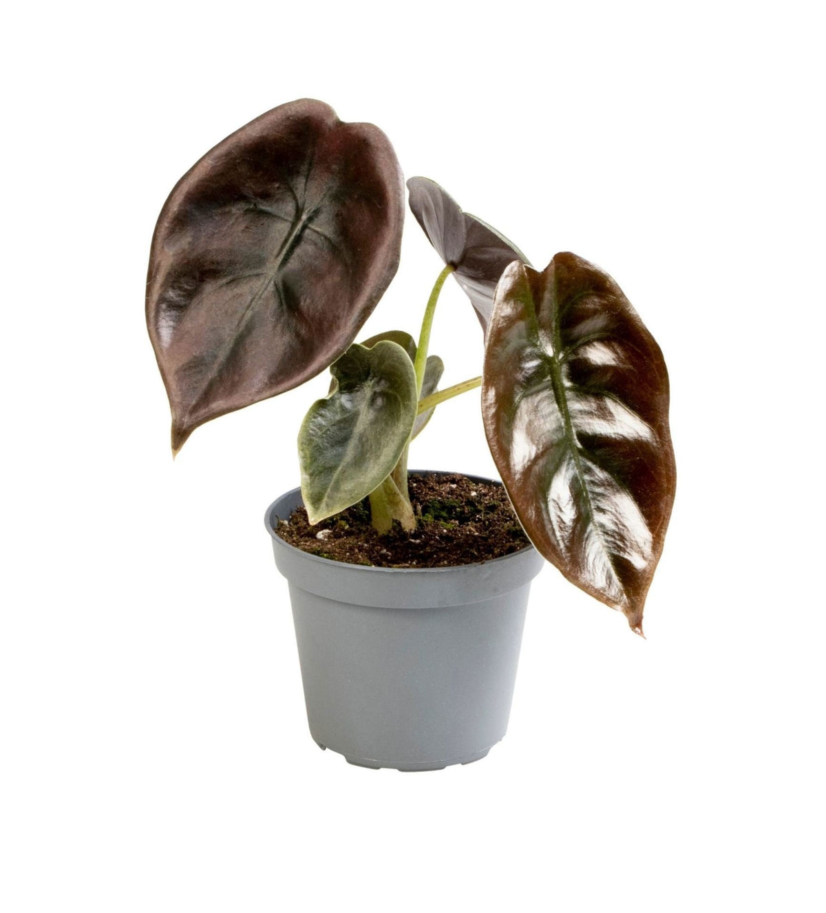 Alocasia cuprea 'Red'