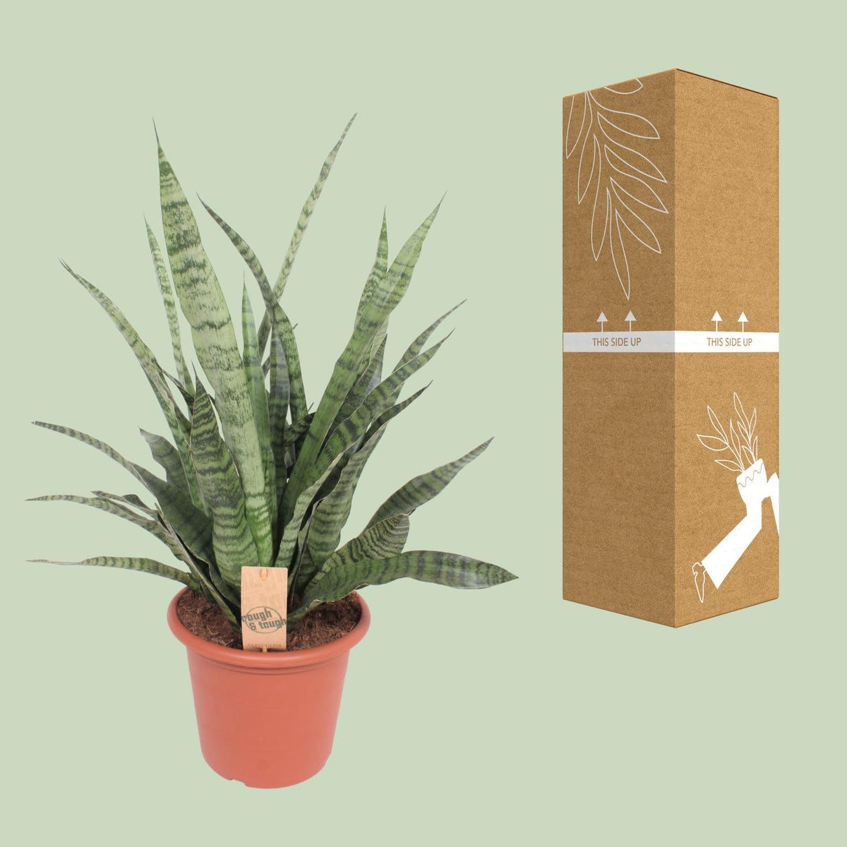 Vrouwentong (Sansevieria 'Diamond Green')