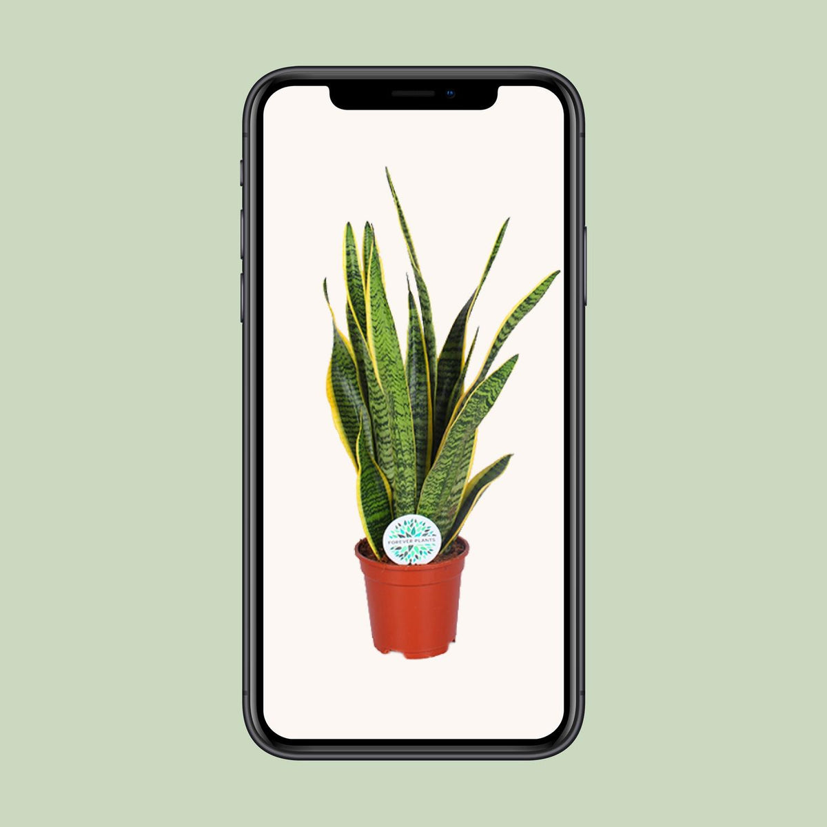 Vrouwentong (Sansevieria trifasciata 'Laurentii')