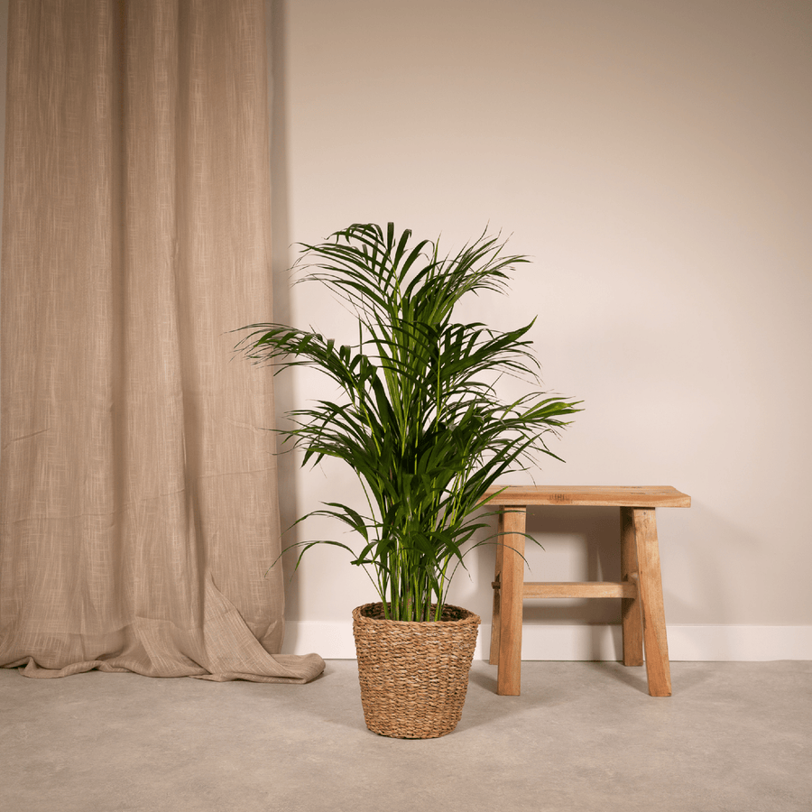 Goudpalm (Dypsis lutescens) 70 cm hoog, pot ø17 cm