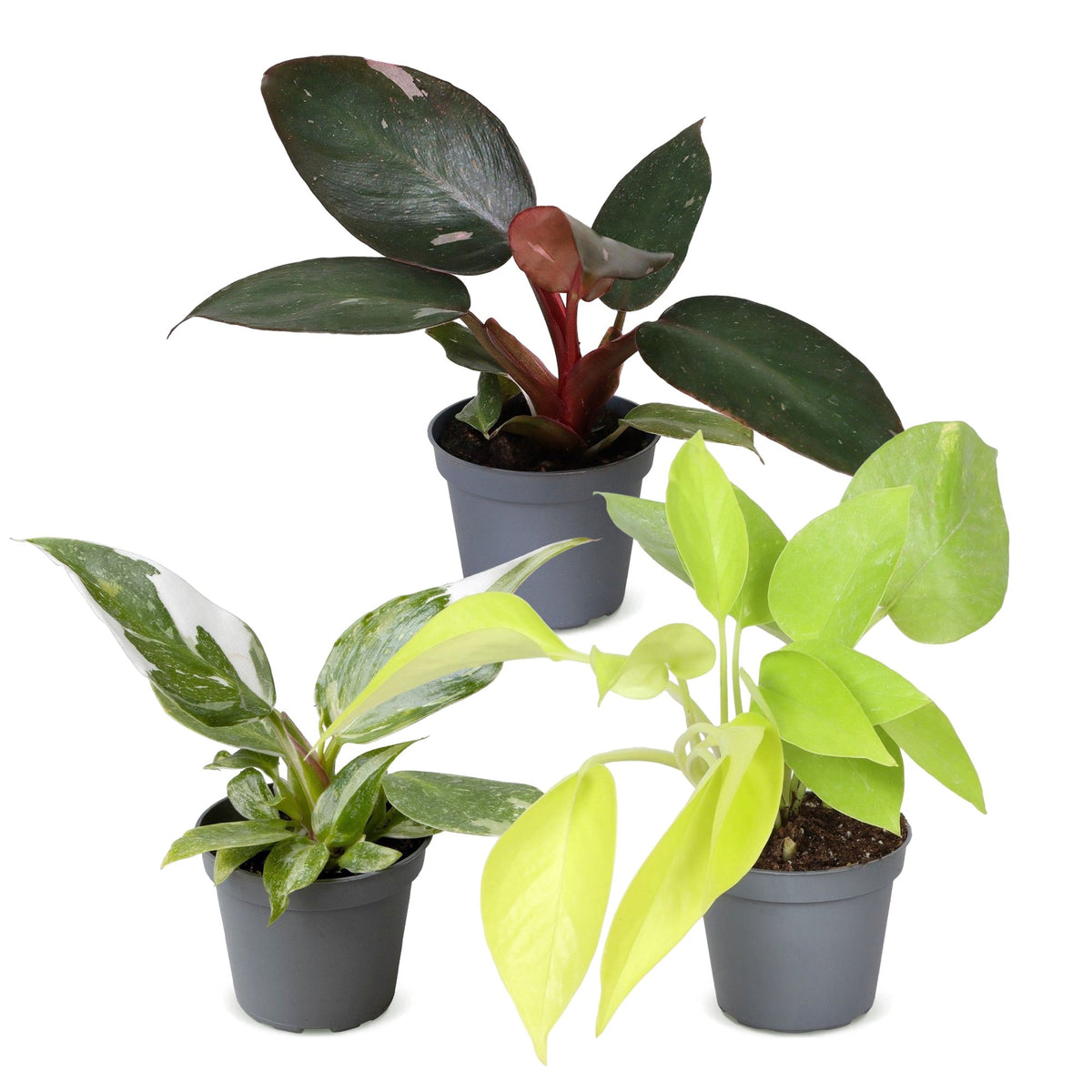 Baby Philodendron Tricolour