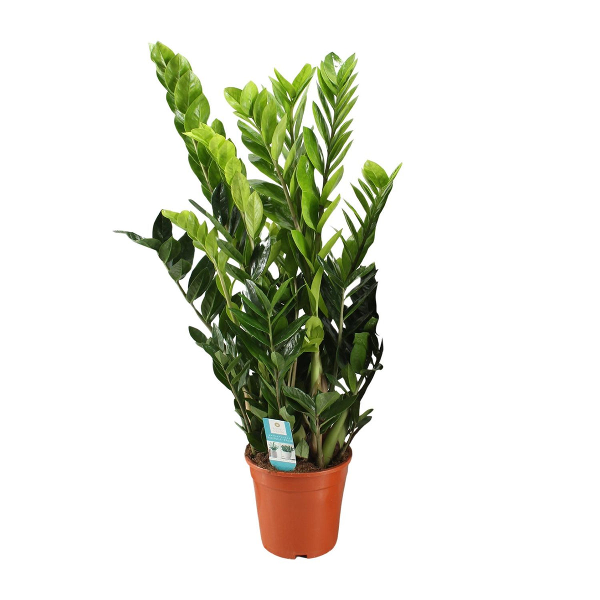 Zamioculcas zamiifolia