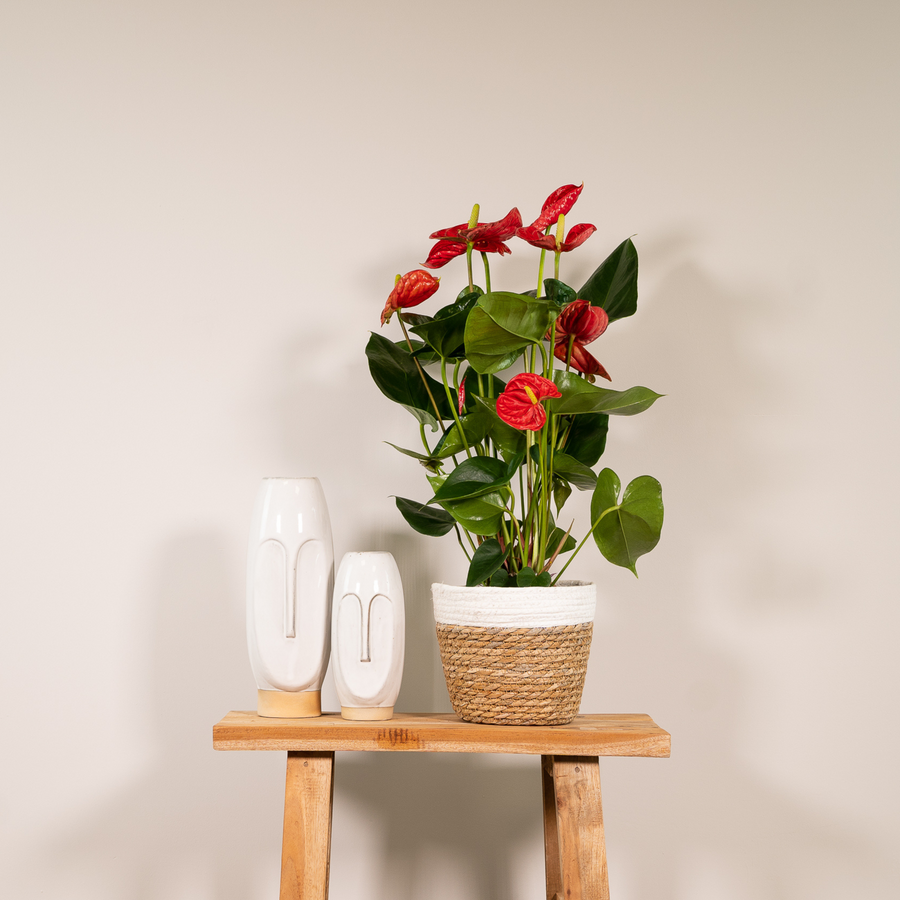 Anthurium rosso (Anthurium) 55 cm di altezza, vaso ø17 cm