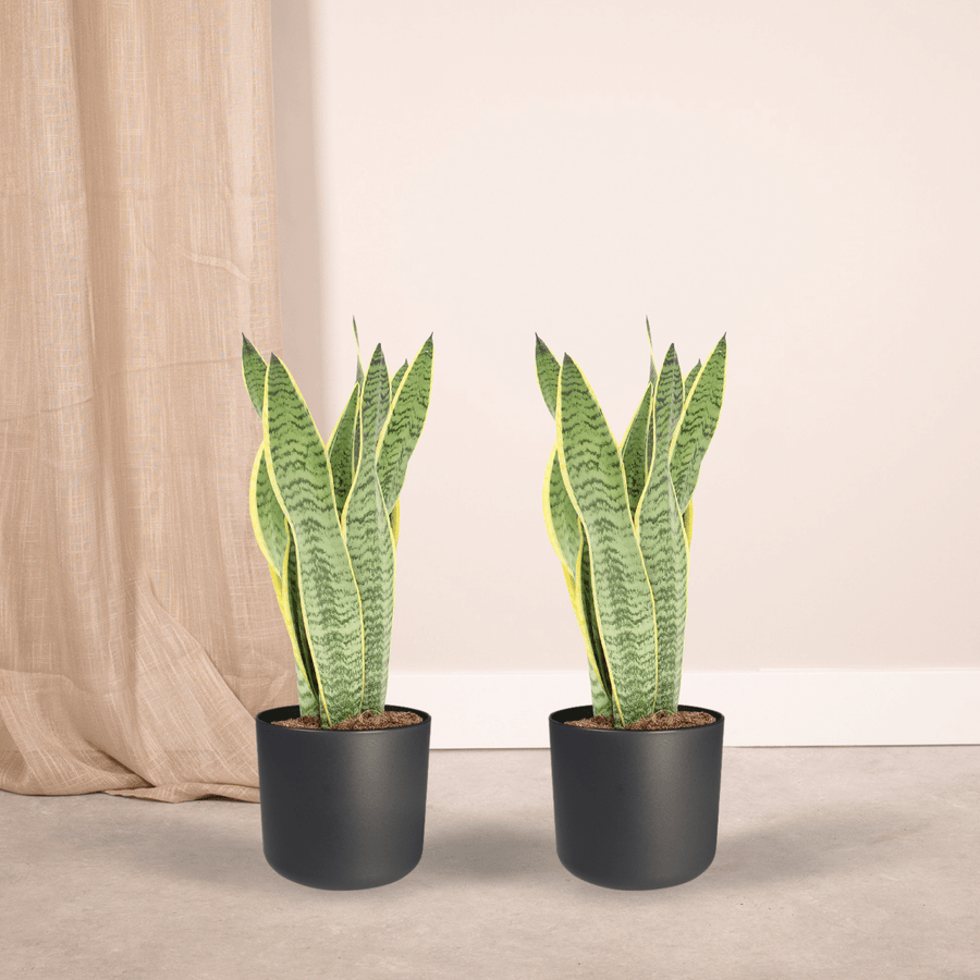 Vrouwentong Sansevieria Laurentii (2 planten, pot ø14 cm)