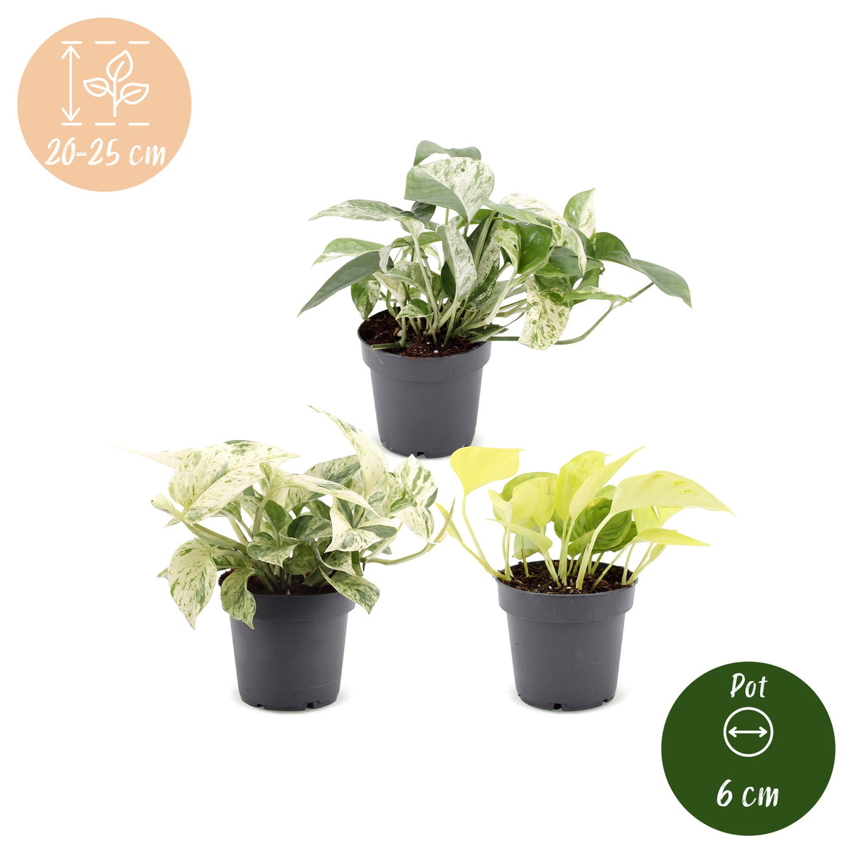 Epipremnum Tricolour