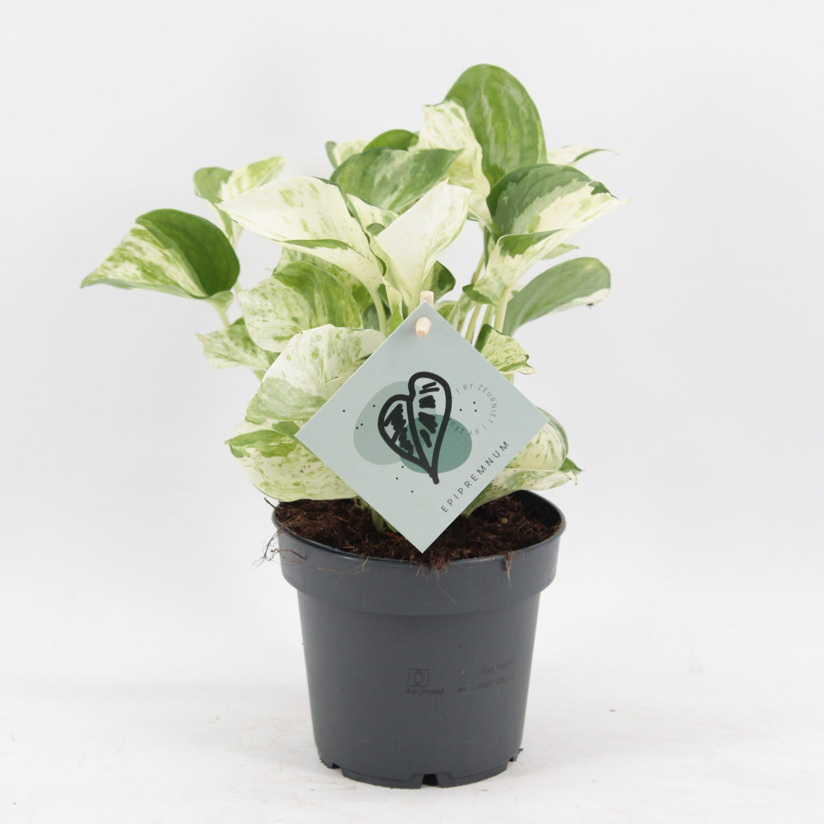 Scindapsus (Epipremnum aureum 'Manjula')