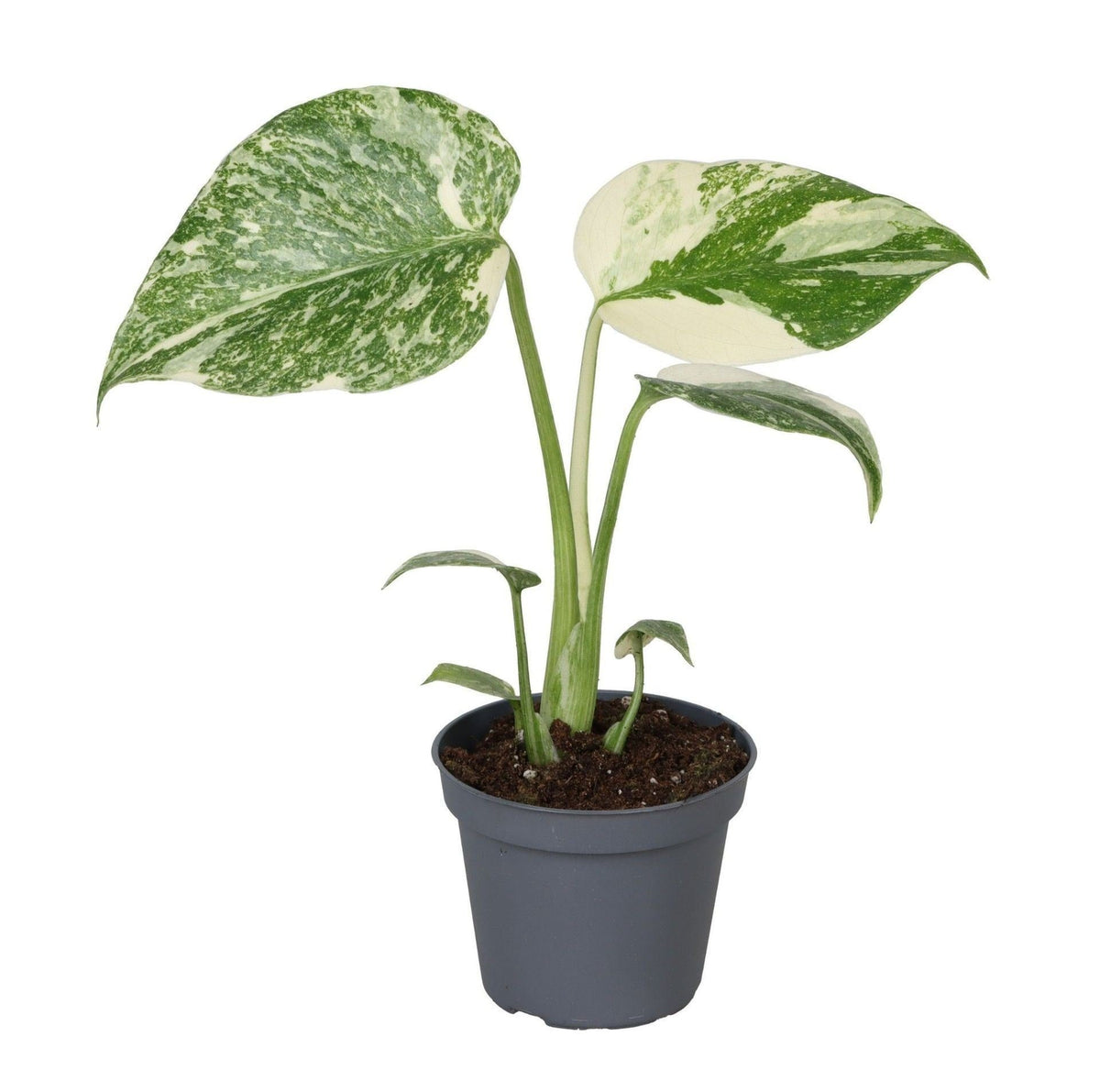 Monstera 14 cm høj, potte ø6 cm