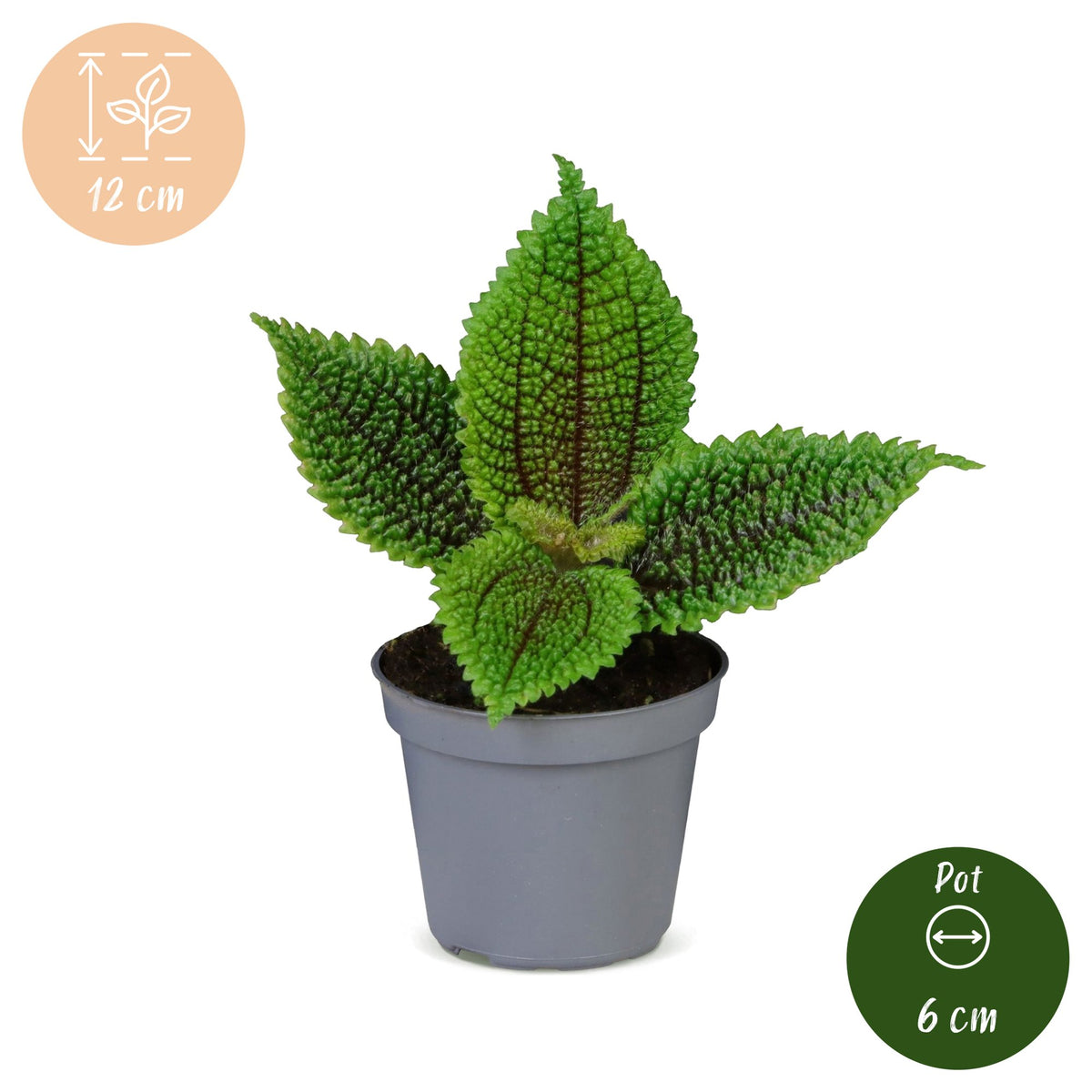 Pilea involucrata 'Moon Valley'