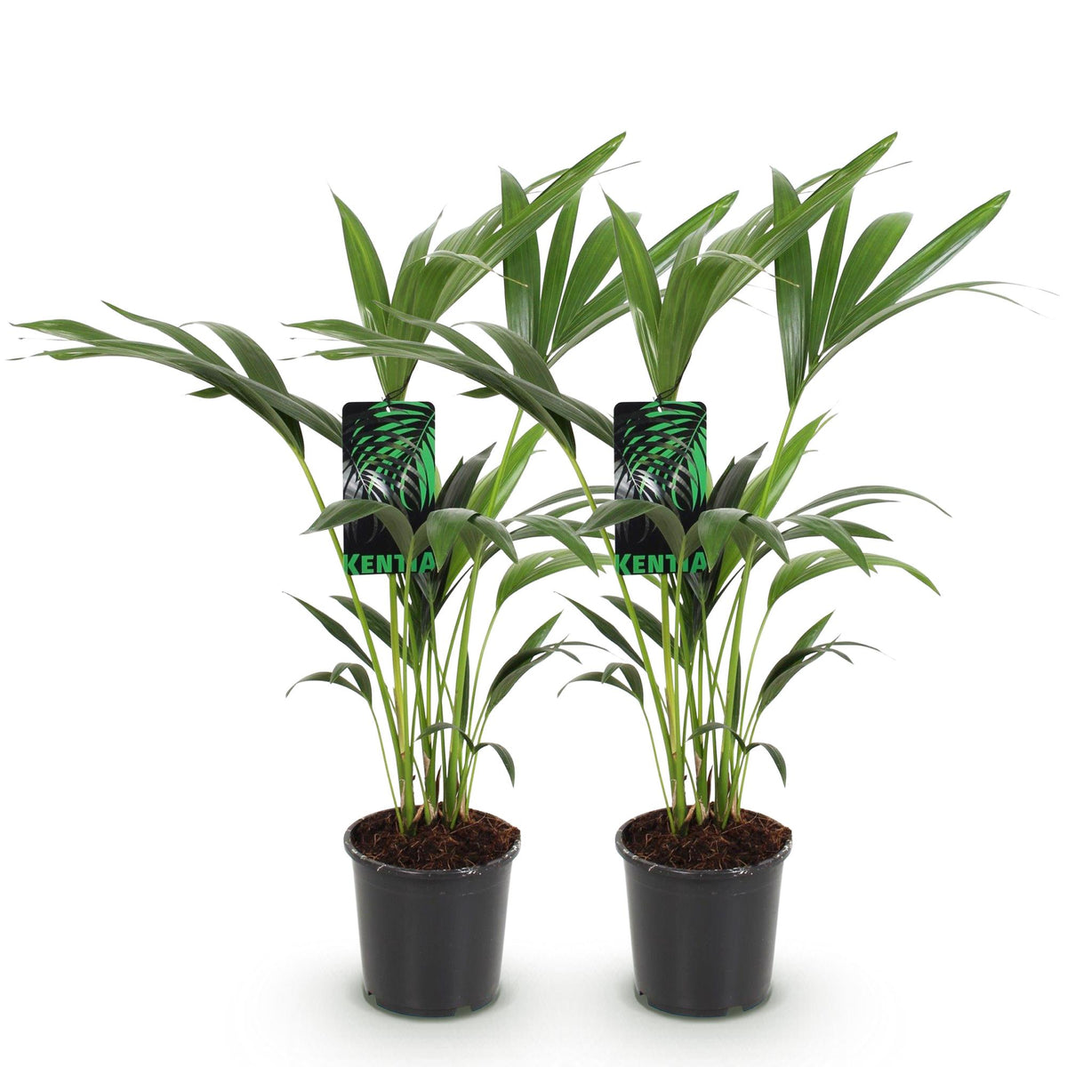 Kentiapalme Howea forsteriana