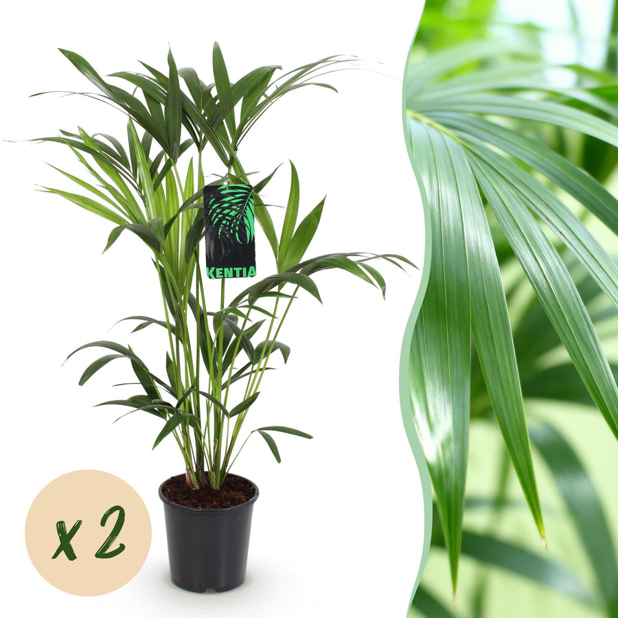 Kentiapalm (Howea forsteriana) 80-85 cm hoog, pot ø19 cm, set van 2