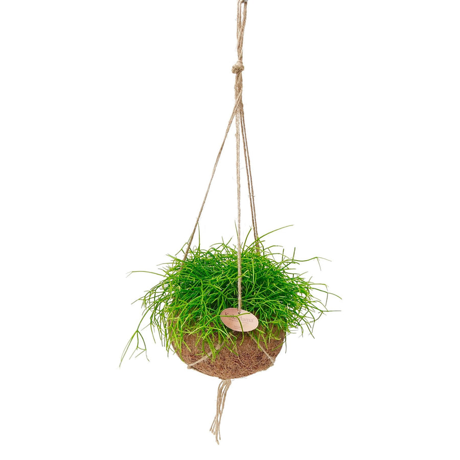 Kokodama cactus del vischio (Rhipsalis 'Oasis') sospeso, sfera ø15 cm