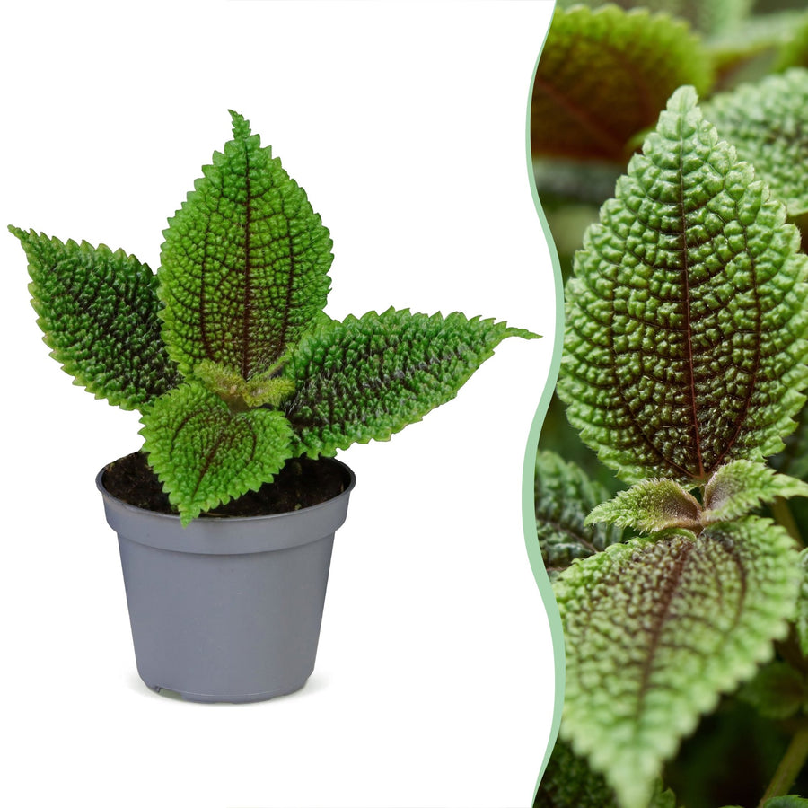 Pilea involucrata 'Moon Valley' 12 cm hoog, pot ø6 cm