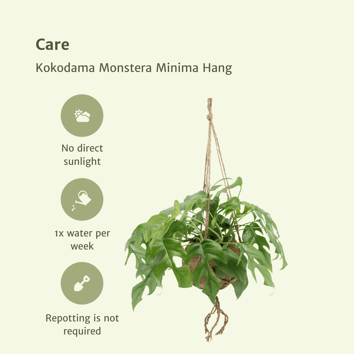 Monstera minima i hængende kokodama