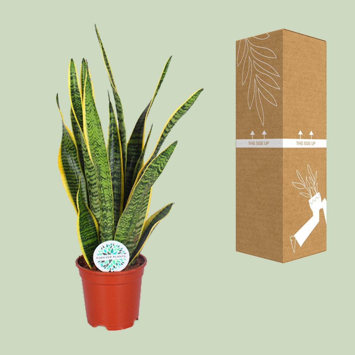 Vrouwentong (Sansevieria trifasciata 'Laurentii')
