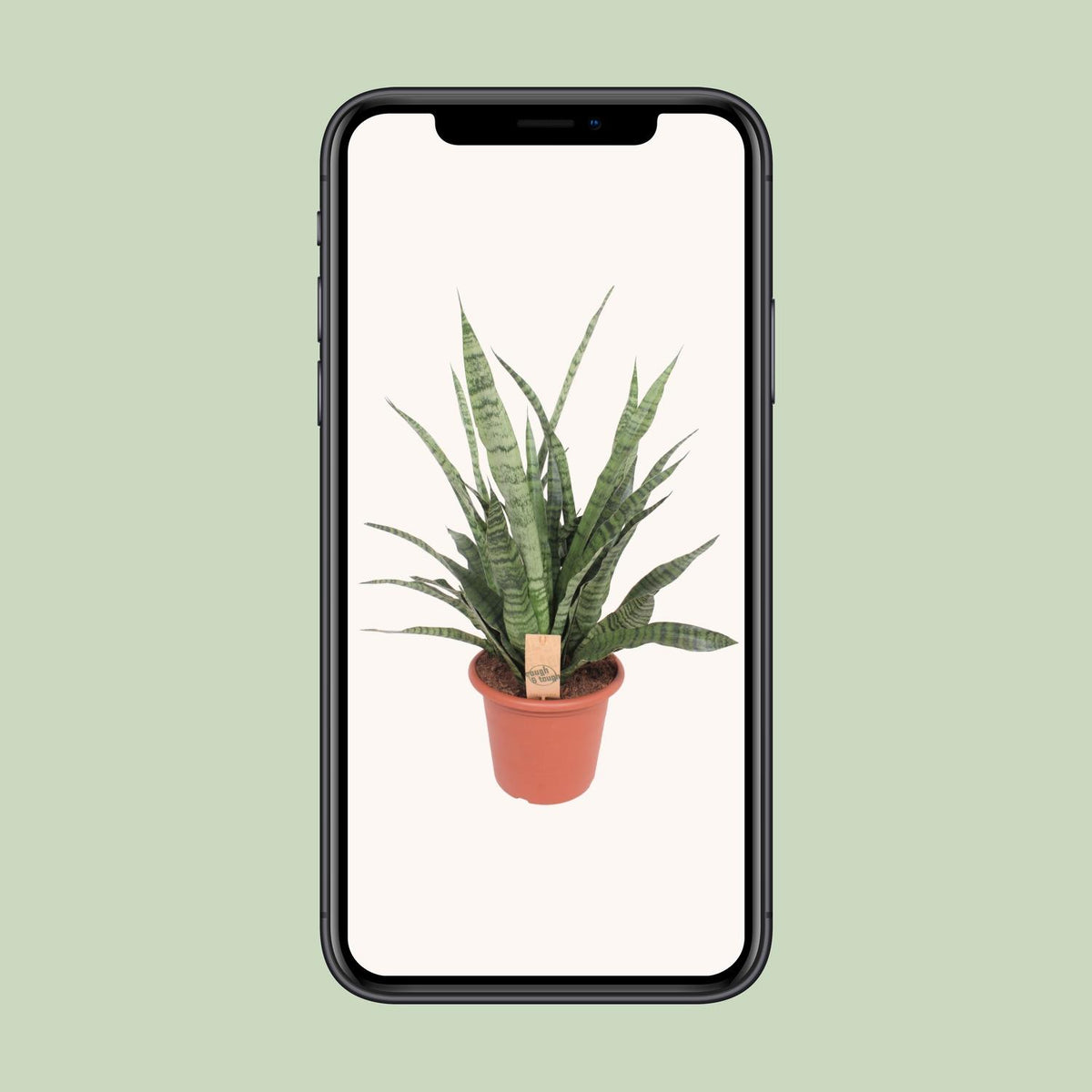 Vrouwentong (Sansevieria 'Diamond Green')