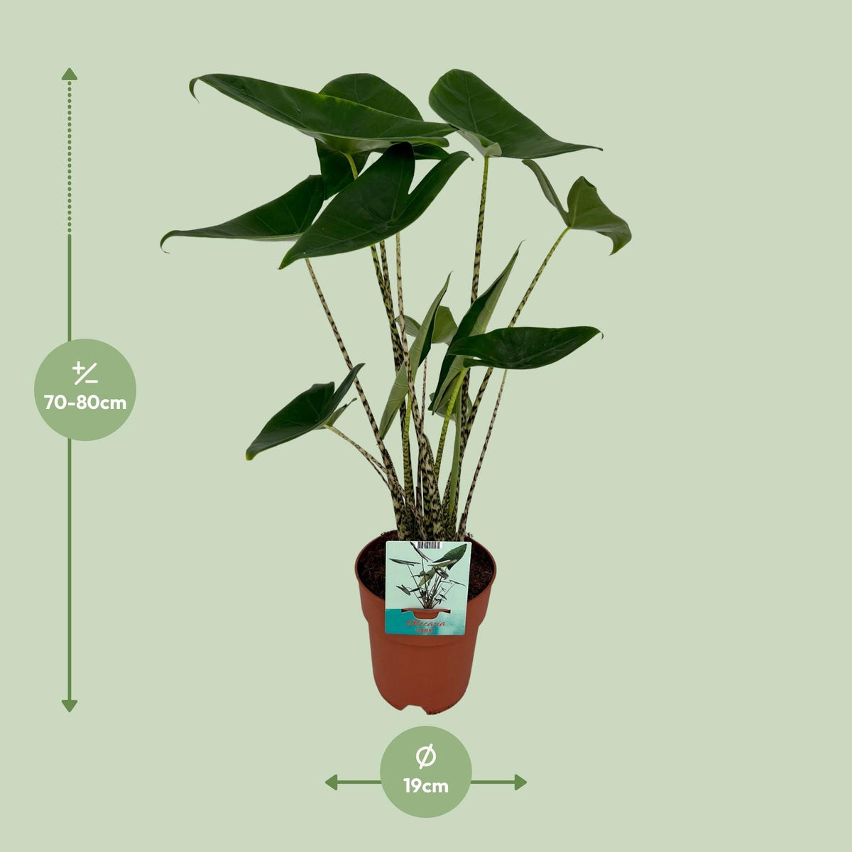 Olifantsoor (Alocasia zebrina)